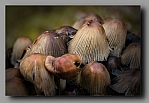 Powi�ksz