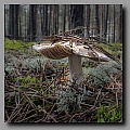 Powi�ksz
