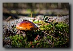 Powi�ksz