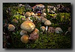 Powi�ksz