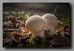 Powi�ksz