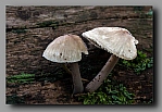 Powi�ksz