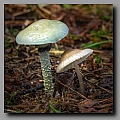 Powi�ksz