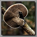Powi�ksz