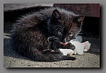 Powi�ksz