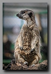 Powi�ksz