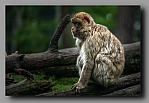 Powi�ksz