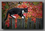 Powi�ksz